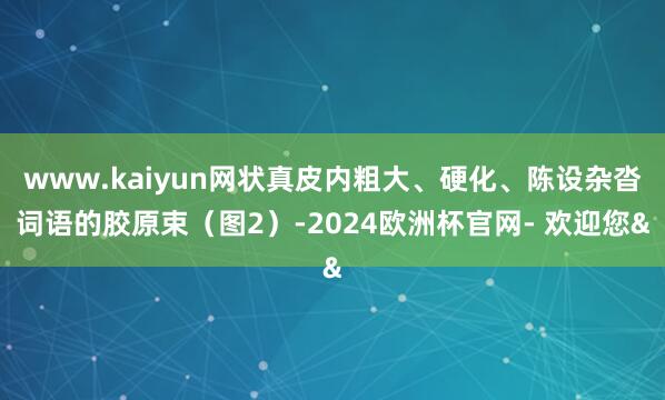 www.kaiyun网状真皮内粗大、硬化、陈设杂沓词语的胶原束（图2）-2024欧洲杯官网- 欢迎您&